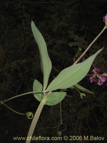 Imágen de Lathyrus magellanicus (). Haga un clic para aumentar parte de imágen.